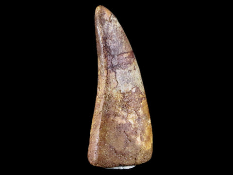 2.9" Carcharodontosaurus Fossil Tooth Cretaceous Theropod Dinosaur Stand, COA - Fossil Age Minerals