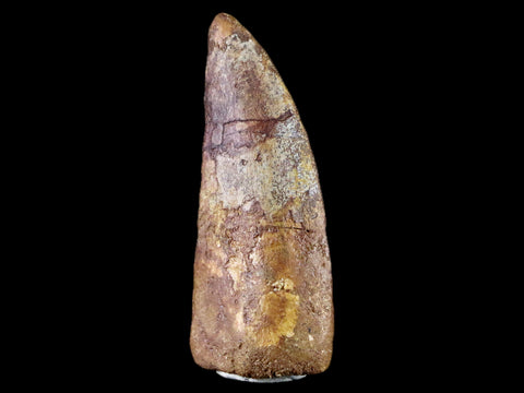 2.9" Carcharodontosaurus Fossil Tooth Cretaceous Theropod Dinosaur Stand, COA - Fossil Age Minerals