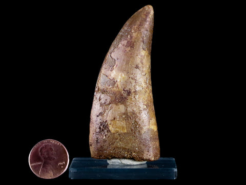 2.9" Carcharodontosaurus Fossil Tooth Cretaceous Theropod Dinosaur Stand, COA - Fossil Age Minerals