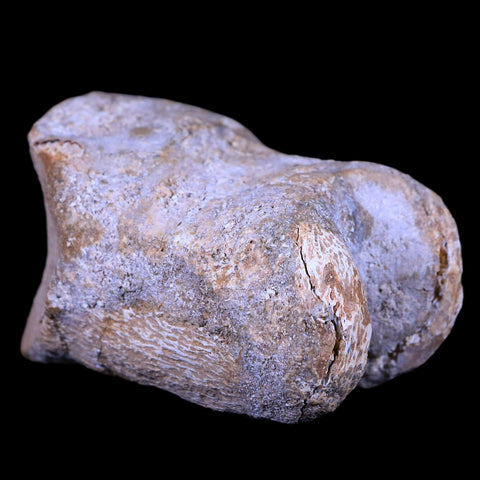 2.7" Rare Spinosaurus Toe Bone Fossil Cretaceous Dinosaur Age Morocco COA - Fossil Age Minerals