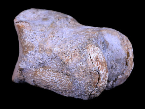 2.7" Rare Spinosaurus Toe Bone Fossil Cretaceous Dinosaur Age Morocco COA - Fossil Age Minerals
