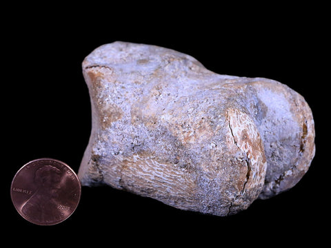 2.7" Rare Spinosaurus Toe Bone Fossil Cretaceous Dinosaur Age Morocco COA - Fossil Age Minerals
