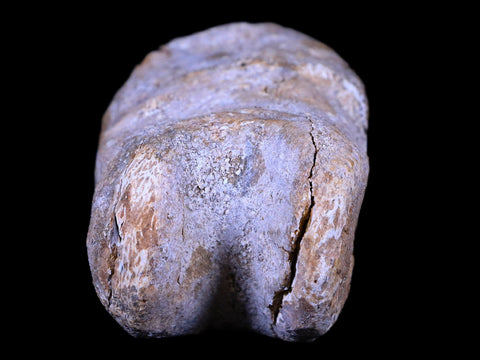 2.7" Rare Spinosaurus Toe Bone Fossil Cretaceous Dinosaur Age Morocco COA - Fossil Age Minerals
