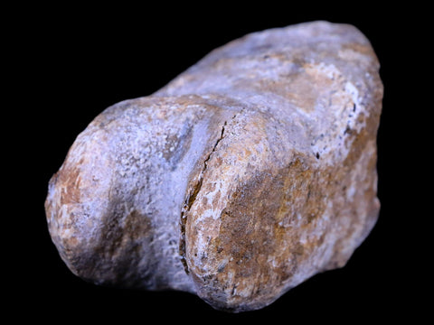 2.7" Rare Spinosaurus Toe Bone Fossil Cretaceous Dinosaur Age Morocco COA - Fossil Age Minerals