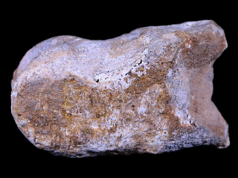 2.7" Rare Spinosaurus Toe Bone Fossil Cretaceous Dinosaur Age Morocco COA - Fossil Age Minerals