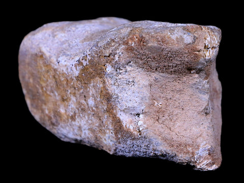2.7" Rare Spinosaurus Toe Bone Fossil Cretaceous Dinosaur Age Morocco COA - Fossil Age Minerals