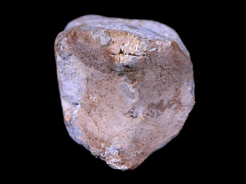 2.7" Rare Spinosaurus Toe Bone Fossil Cretaceous Dinosaur Age Morocco COA - Fossil Age Minerals