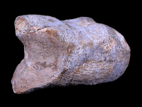 2.7" Rare Spinosaurus Toe Bone Fossil Cretaceous Dinosaur Age Morocco COA - Fossil Age Minerals