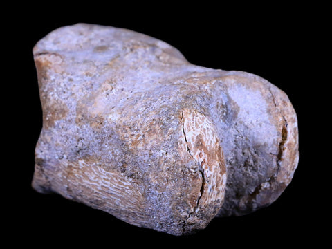 2.7" Rare Spinosaurus Toe Bone Fossil Cretaceous Dinosaur Age Morocco COA - Fossil Age Minerals