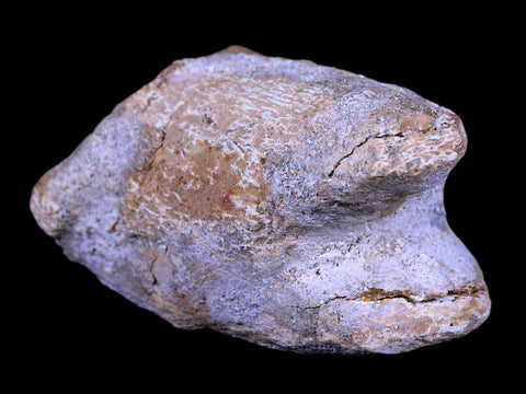 2.7" Rare Spinosaurus Toe Bone Fossil Cretaceous Dinosaur Age Morocco COA - Fossil Age Minerals