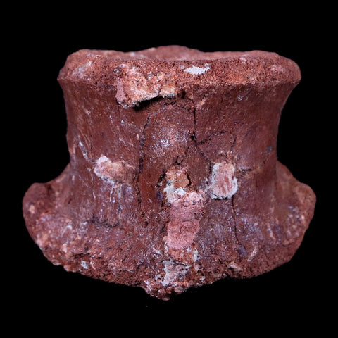 2.2" Rare Spinosaurus Vertebrae Fossil Bone Cretaceous Dinosaur Age Morocco COA - Fossil Age Minerals