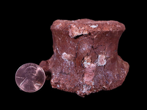 2.2" Rare Spinosaurus Vertebrae Fossil Bone Cretaceous Dinosaur Age Morocco COA - Fossil Age Minerals