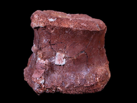 2.2" Rare Spinosaurus Vertebrae Fossil Bone Cretaceous Dinosaur Age Morocco COA - Fossil Age Minerals