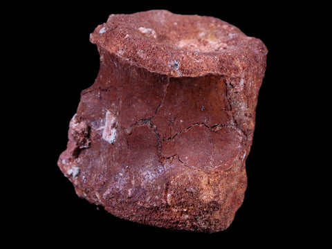 2.2" Rare Spinosaurus Vertebrae Fossil Bone Cretaceous Dinosaur Age Morocco COA - Fossil Age Minerals