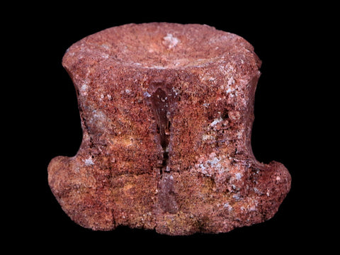 2.2" Rare Spinosaurus Vertebrae Fossil Bone Cretaceous Dinosaur Age Morocco COA - Fossil Age Minerals