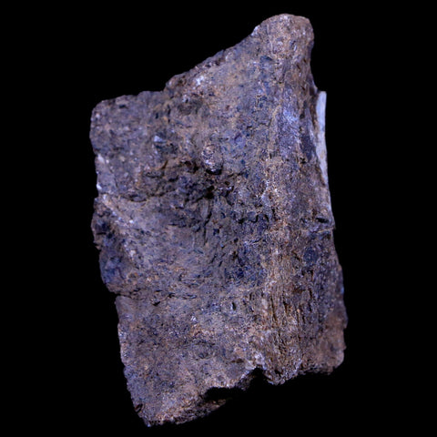1.9" Lambeosaurus Fossil Bone Judith River FM Montana Cretaceous Dinosaur COA - Fossil Age Minerals