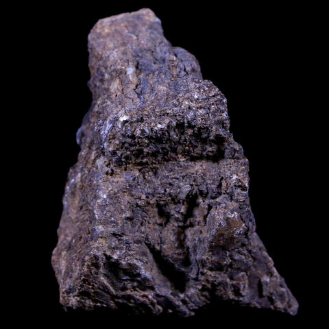 1.9" Lambeosaurus Fossil Bone Judith River FM Montana Cretaceous Dinosaur COA - Fossil Age Minerals