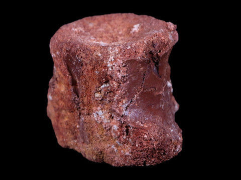 2.2" Rare Spinosaurus Vertebrae Fossil Bone Cretaceous Dinosaur Age Morocco COA - Fossil Age Minerals
