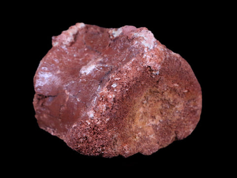 2.2" Rare Spinosaurus Vertebrae Fossil Bone Cretaceous Dinosaur Age Morocco COA - Fossil Age Minerals