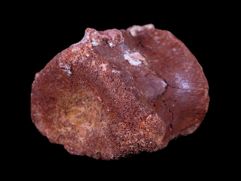 2.2" Rare Spinosaurus Vertebrae Fossil Bone Cretaceous Dinosaur Age Morocco COA - Fossil Age Minerals