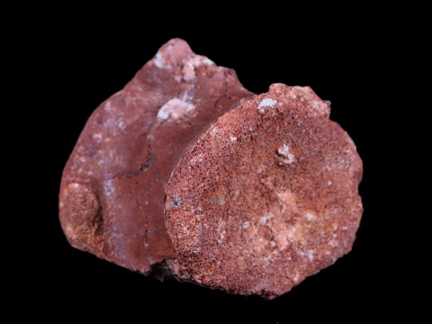 2.2" Rare Spinosaurus Vertebrae Fossil Bone Cretaceous Dinosaur Age Morocco COA - Fossil Age Minerals