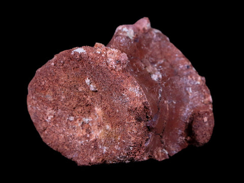 2.2" Rare Spinosaurus Vertebrae Fossil Bone Cretaceous Dinosaur Age Morocco COA - Fossil Age Minerals