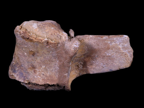 4.6" Rare Spinosaurus Vertebrae Process Fossil Bone Cretaceous Dinosaur Age COA - Fossil Age Minerals