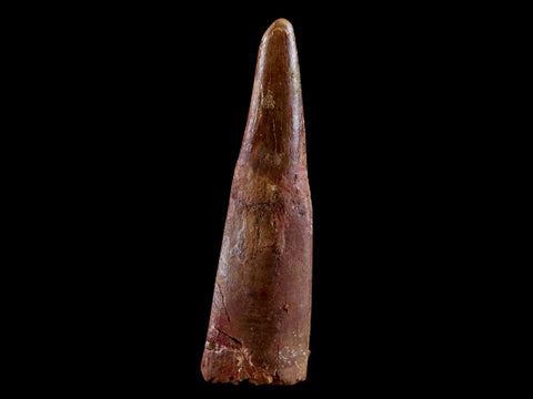 1.2" Pterosaur Coloborhynchus Fossil Tooth Upper Cretaceous Morocco COA & Display - Fossil Age Minerals