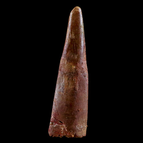 1.2" Pterosaur Coloborhynchus Fossil Tooth Upper Cretaceous Morocco COA & Display - Fossil Age Minerals