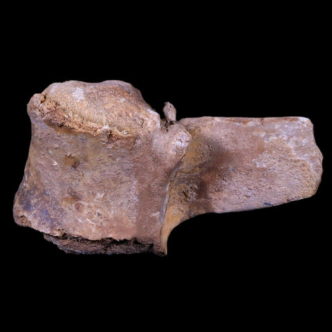 4.6" Rare Spinosaurus Vertebrae Process Fossil Bone Cretaceous Dinosaur Age COA - Fossil Age Minerals