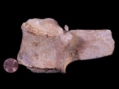 4.6" Rare Spinosaurus Vertebrae Process Fossil Bone Cretaceous Dinosaur Age COA - Fossil Age Minerals