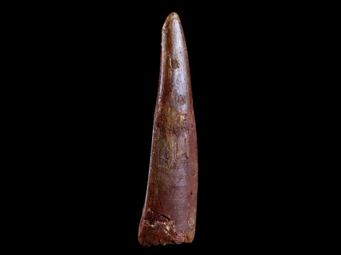 1.2" Pterosaur Coloborhynchus Fossil Tooth Upper Cretaceous Morocco COA & Display - Fossil Age Minerals