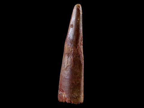 1.2" Pterosaur Coloborhynchus Fossil Tooth Upper Cretaceous Morocco COA & Display - Fossil Age Minerals