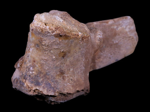 4.6" Rare Spinosaurus Vertebrae Process Fossil Bone Cretaceous Dinosaur Age COA - Fossil Age Minerals