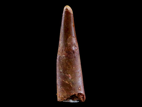 1.2" Pterosaur Coloborhynchus Fossil Tooth Upper Cretaceous Morocco COA & Display - Fossil Age Minerals