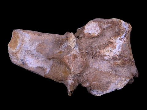 4.6" Rare Spinosaurus Vertebrae Process Fossil Bone Cretaceous Dinosaur Age COA - Fossil Age Minerals