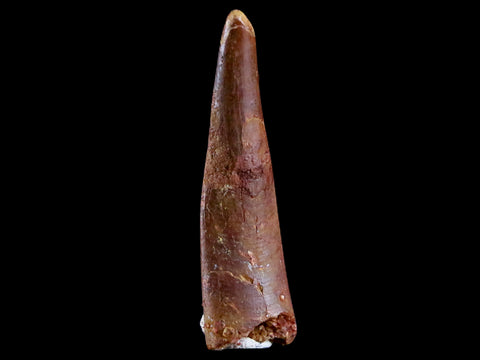 1.2" Pterosaur Coloborhynchus Fossil Tooth Upper Cretaceous Morocco COA & Display - Fossil Age Minerals