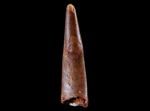 1.2" Pterosaur Coloborhynchus Fossil Tooth Upper Cretaceous Morocco COA & Display - Fossil Age Minerals