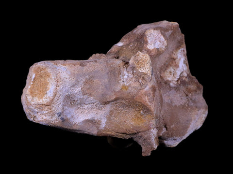 4.6" Rare Spinosaurus Vertebrae Process Fossil Bone Cretaceous Dinosaur Age COA - Fossil Age Minerals