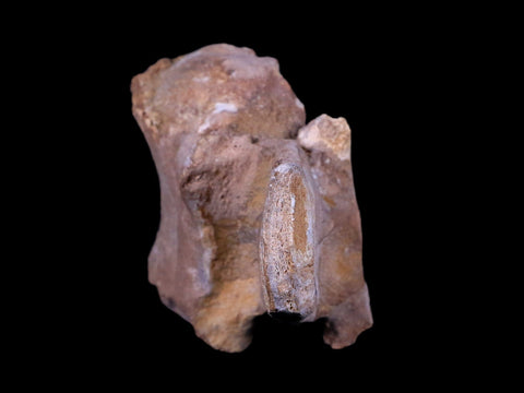 4.6" Rare Spinosaurus Vertebrae Process Fossil Bone Cretaceous Dinosaur Age COA - Fossil Age Minerals