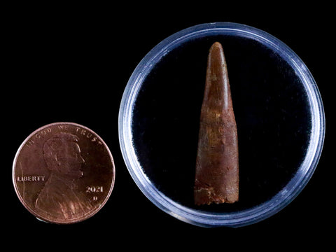 1.2" Pterosaur Coloborhynchus Fossil Tooth Upper Cretaceous Morocco COA & Display - Fossil Age Minerals