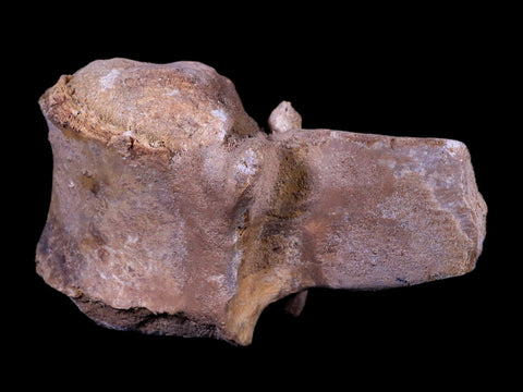 4.6" Rare Spinosaurus Vertebrae Process Fossil Bone Cretaceous Dinosaur Age COA - Fossil Age Minerals