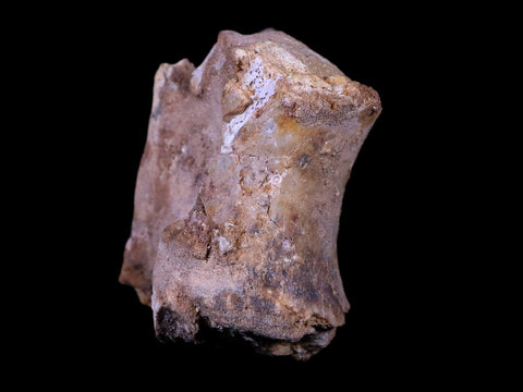 4.6" Rare Spinosaurus Vertebrae Process Fossil Bone Cretaceous Dinosaur Age COA - Fossil Age Minerals