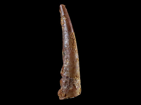 0.9" Pterosaur Coloborhynchus Fossil Tooth Upper Cretaceous Morocco COA & Display - Fossil Age Minerals