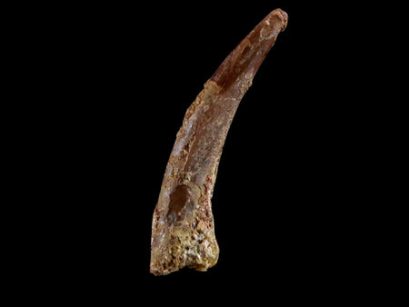 0.9" Pterosaur Coloborhynchus Fossil Tooth Upper Cretaceous Morocco COA & Display