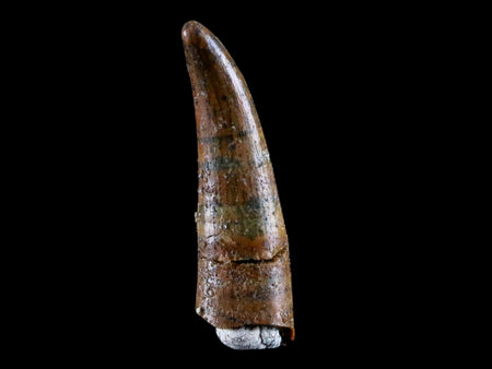 0.9" Pterosaur Coloborhynchus Fossil Tooth Upper Cretaceous Morocco COA & Display