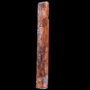1.3" Hadrosaur Dinosaur Tendon Fossil Lance Creek FM Cretaceous WY COA Display