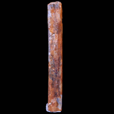 1.3" Hadrosaur Dinosaur Tendon Fossil Lance Creek FM Cretaceous WY COA Display - Fossil Age Minerals