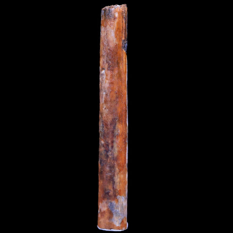 1.3" Hadrosaur Dinosaur Tendon Fossil Lance Creek FM Cretaceous WY COA Display - Fossil Age Minerals