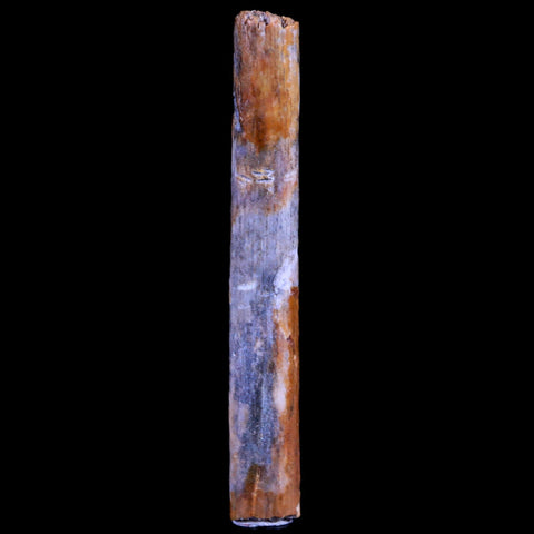 1.3" Hadrosaur Dinosaur Tendon Fossil Lance Creek FM Cretaceous WY COA Display - Fossil Age Minerals